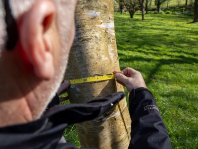 Arboreal Consultancy image from general