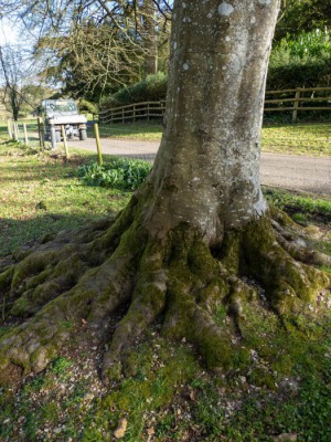 Arboreal Consultancy image from general